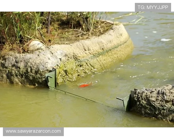 掌握K8捕鱼技巧的关键要点，快速提升你的捕鱼技术水平